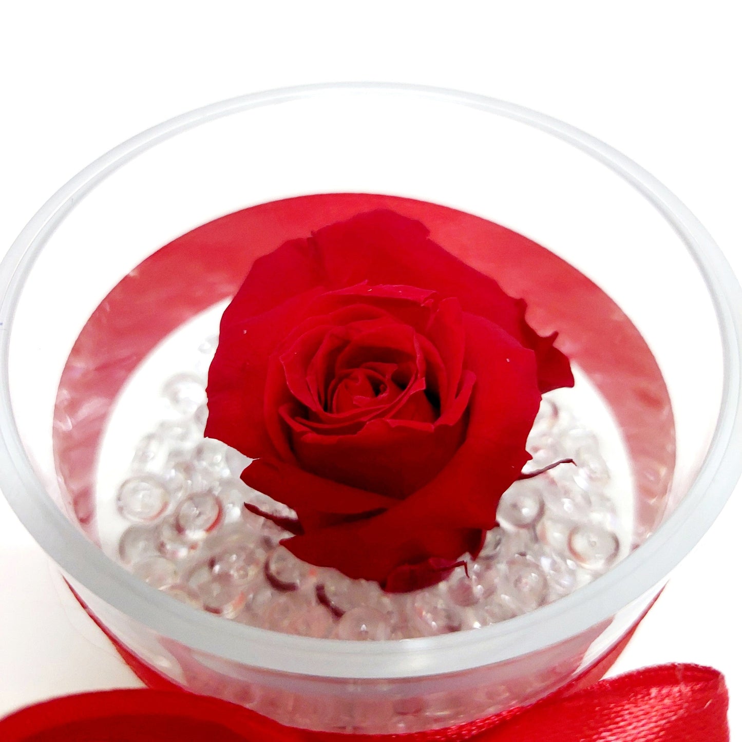 Rosa stabilizzata in cofanetto di plexiglass